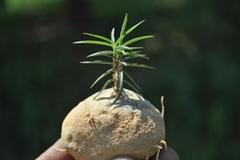 Brachystelma elenaduensis